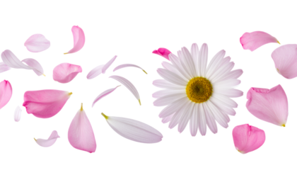 Delicate pink and white petals gently scatter around a pristine white daisy flower, creating a serene and fresh natural composition against a clean, bright white background, evoking spring