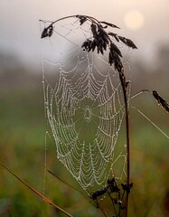 Delicate Spiderweb Adorned with Morning Dew on a Foggy Morning.