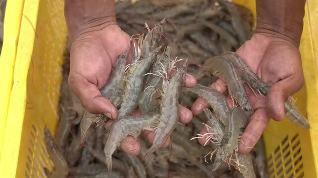 Hands holding live shrimp in a shrimp farm pond