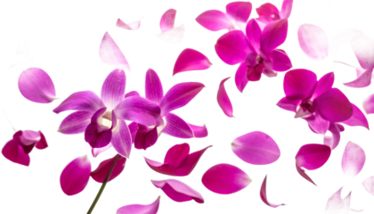 Vibrant pink orchid blossoms with delicate petals gracefully falling and scattering on a clean white background, creating an elegant floral composition