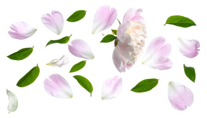 Delicate pink peony petals and fresh green leaves gracefully scattered on a pristine white background, evoking a sense of spring freshness and natural beauty, perfect for elegant design projects