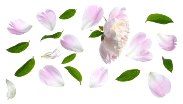 Delicate pink peony petals and fresh green leaves gracefully scattered on a pristine white background, evoking a sense of spring freshness and natural beauty, perfect for elegant design projects - Powered by Adobe