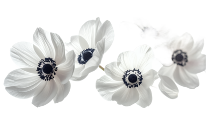 Beautiful white anemone flowers with dark centers, elegantly arranged against a bright white background, evoking purity and grace
