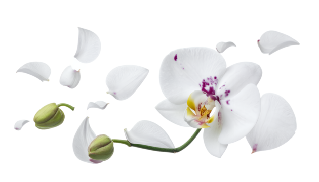 Ethereal Orchid Bloom A Dance of Petals in Delicate Harmony