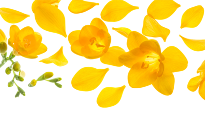 Vibrant yellow freesia petals and blooming flowers scattered on a clean white background