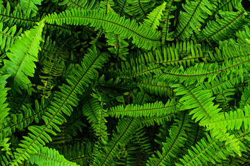 Nephrolepis exaltata, known as the sword fern or Boston fern, is a species of fern in the family Lomariopsidaceae. Top view, high angle, above, close up. green leaves. leaf. greenery. outdoor. home.