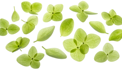 Flat lay composition of fresh green hydrangea flowers and single leaves isolated on a pure white backdrop