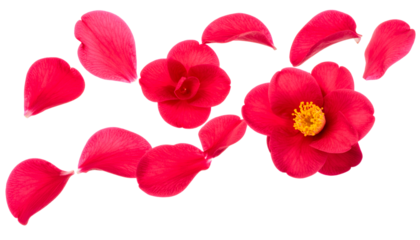 Vibrant red camellia blossoms and scattered petals elegantly arranged, showcasing their delicate beauty and rich color on a pristine white background