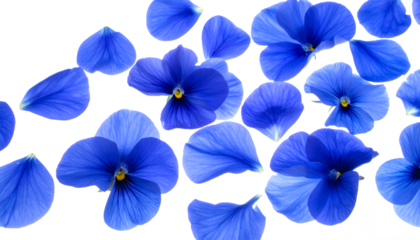 Vibrant blue viola flowers and delicate scattered petals create a serene and refreshing floral arrangement on a crisp white background, perfect for natural beauty and peaceful themes