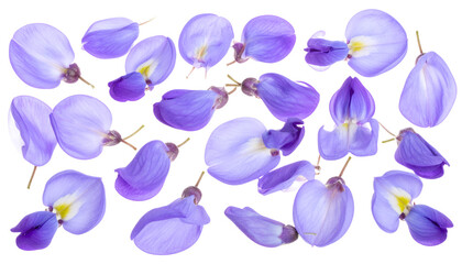Scattered Beauty Delicate Purple Wisteria Petals on White Background