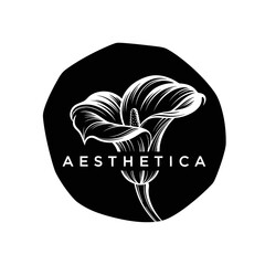Elegant Calla Lily Illustration for Aesthetica Brand Identity.