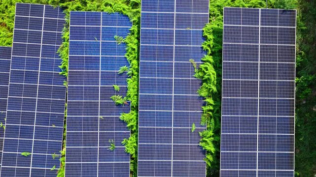 Aerial shot of blue photovoltaic solar panels surrounded by lush green ferns and vegetation in nature