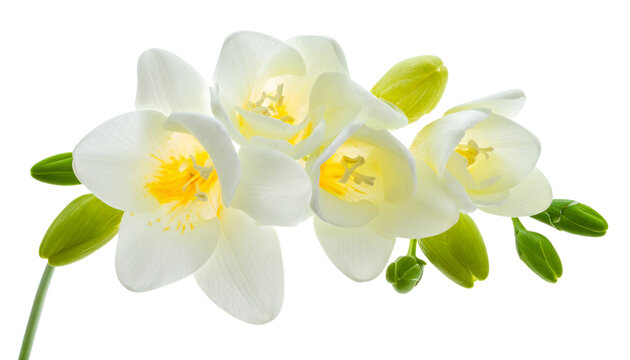Delicate and fragrant white freesia flowers with vibrant green buds blooming beautifully, showcasing their elegant petals and bright yellow centers against a clean, crisp background