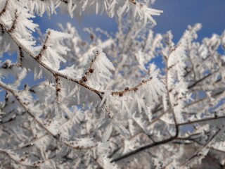 Close-up of Frost-Covered Tree Branches Sparkling in the Winter Sun, Colorado