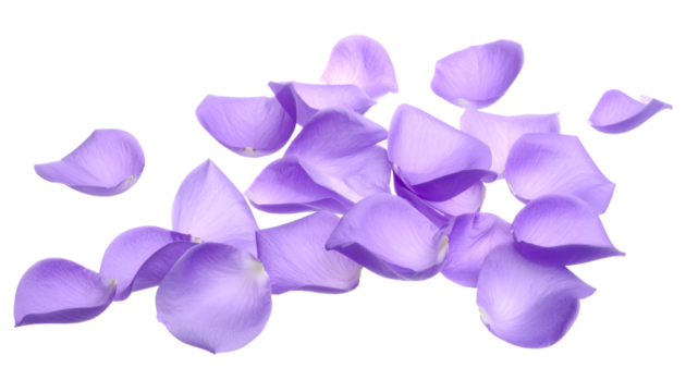 Vivid Lavender Petals Scattered A Delicate Floral Arrangement for Decorative Purposes