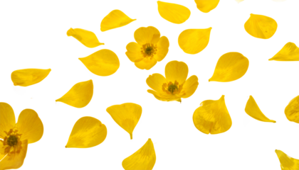 Scattered yellow flower petals and blossoms floating against a clean white background, evoking a sense of lightness and spring