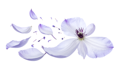 A delicate purple clematis flower with its petals gracefully scattering and flying away in the wind, isolated on a pure white background to symbolize fragility and change