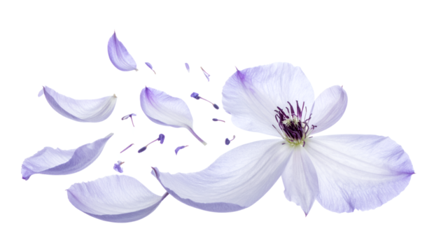 A delicate purple clematis flower with its petals gracefully scattering and flying away in the wind, isolated on a pure white background to symbolize fragility and change