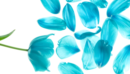 A single vibrant blue tulip stem with scattered petals on a white background, creating a delicate and airy composition