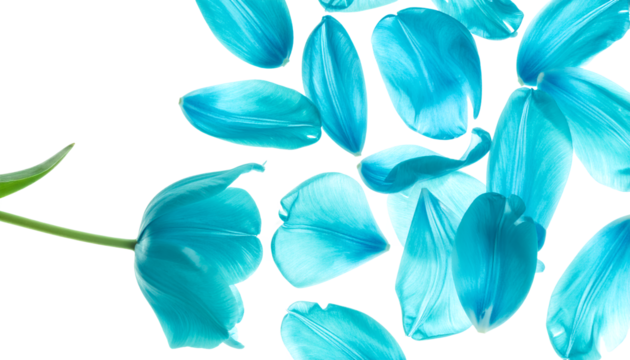 A single vibrant blue tulip stem with scattered petals on a white background, creating a delicate and airy composition