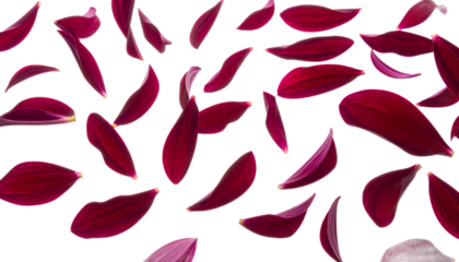 Scattered Petals A delicate cascade of deep red flower petals drifting against a clean white background, evoking a sense of natural beauty and gentle motion