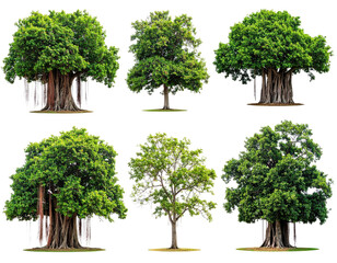 Assortment of six large, green trees of varying shapes and sizes, isolated