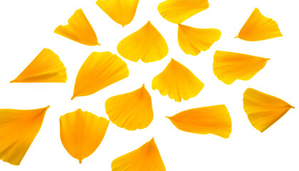 Naklejka premium Yellow Gingko Leaves Scattered Against White Background A Textured and Vibrant Design