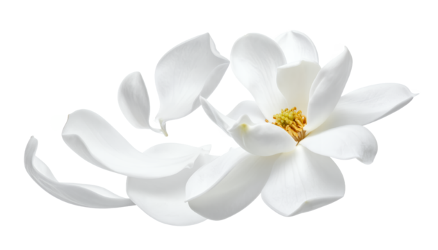 Delicate white magnolia flower with petals gently floating away, symbolizing beauty and ephemerality