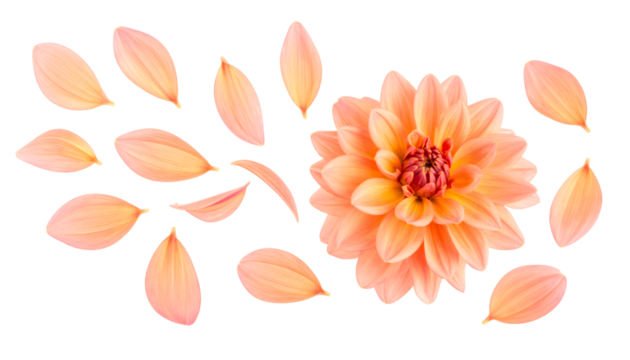 Peach Dahlia Flower with Floating Petals for Floral Designs and Artistic Arrangements