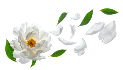 Elegant White Peony Bloom with Floating Petals and Green Leaves