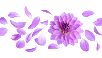 A stunning close-up of a delicate purple dahlia with petals gently scattering around it on a clean white background