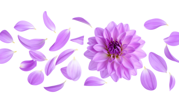 A stunning close-up of a delicate purple dahlia with petals gently scattering around it on a clean white background