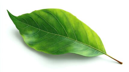 Obraz premium A single, vibrant green leaf with detailed veins lies on a white background. Sunlight casts a slight shadow beneath it
