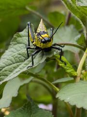 Detailed close up of a vivid colored, black and yellow spotted grasshopper resting on a textured, bright green leaf.