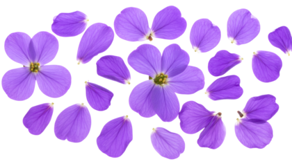 A captivating array of freshly bloomed purple blossoms and individual petals, meticulously arranged to highlight their natural charm and serene aesthetic against a pristine white backdrop