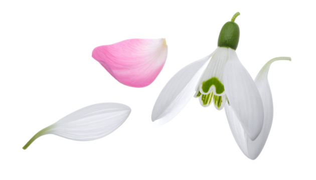 Delicate white snowdrop flower with fallen petals, symbolizing the arrival of spring and new beginnings