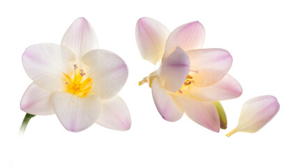 Fototapeta premium Delicate Blooms Close-up of Two Freesia Flowers with Soft Petals and Vibrant Yellow Centers