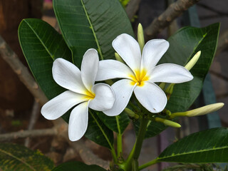 Obraz premium A beautiful creamy white Plumeria flowers with bright yellow centers, set against a backdrop of deep green, leathery leaves.