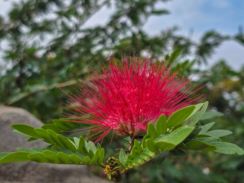 Close up of a striking, vibrant red powderpuff flower, species of caliandra exploding with long , delicate crimson stamens, set against a rich , dark background.