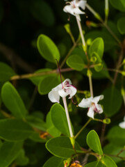A vibrant glory brower flowers with striking long, prominent maroon stamens, set against a backdrop of vibrant green, ribbed foliage.