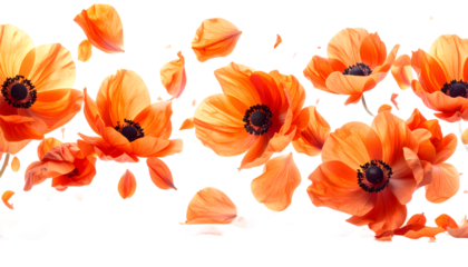 Vibrant orange poppies with delicate petals gracefully falling, forming an elegant floral border against a pristine white background, symbolizing natural beauty and renewal