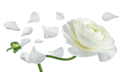 Elegant white ranunculus flower captured in a delicate moment, with its pristine petals gently detaching and fluttering against a pure background, symbolizing grace and ephemeral beauty