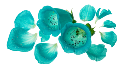 Close-up of vibrant cyan digitalis flowers, delicate petals scattered around, set against a clean white background