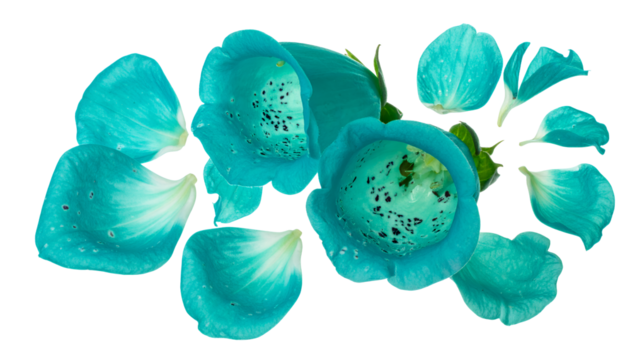 Close-up of vibrant cyan digitalis flowers, delicate petals scattered around, set against a clean white background