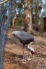 Obraz premium Crane bird tending eggs in nest, revealing a newly hatched chick on forest floor. Wildlife parenting scene with long legs, gray plumage, red facial skin and natural habitat.