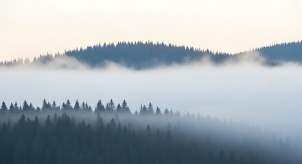 Dense coniferous forest blanketed in fog at sunrise, mountain