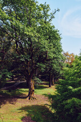 Tree, forest, nature, park, greenery, sunlight, foliage, grass - Sunlit oak trees in a park with green foliage, mossy trunks and grassy paths, landscape for walking and relaxation.