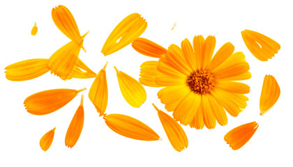 Vibrant Calendula Flower and Petals Scattered on White Background