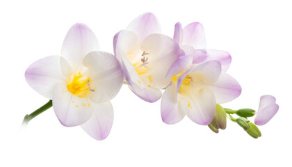Obraz premium Delicate Freesia Blossom Cluster A Botanical Harmony of White and Lavender