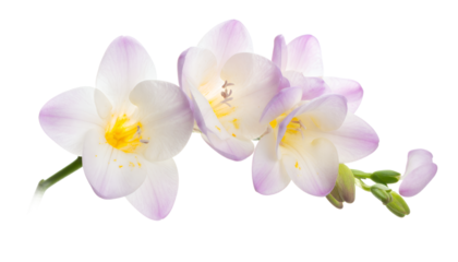 Delicate Freesia Blossom Cluster A Botanical Harmony of White and Lavender